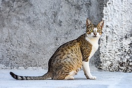 貓,動物,可愛