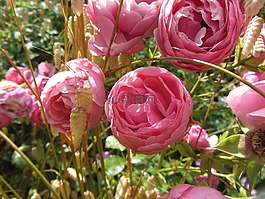粉色,花,灌木