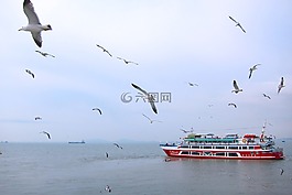 海,海鷗,海洋