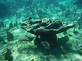 珊瑚,海洋,魚(yú)