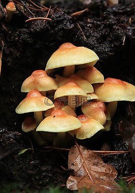 蘑菇,公園,自然