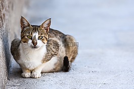 貓,動物,可愛