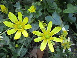 雛菊,雜草,花