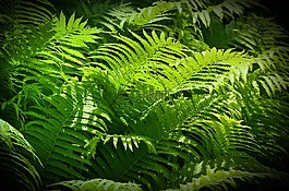 ferns,綠色的東西,陽光