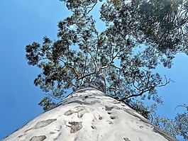 樹干,透視,樹