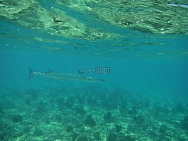 水下,浮潜,跳水
