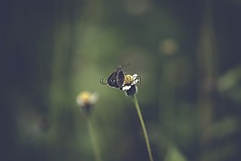 蝴蝶,花,自然
