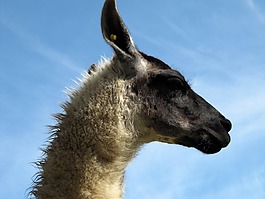 喇嘛,羊駝,動物
