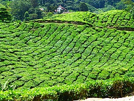 馬來西亞,茶,卡梅倫