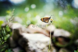 蝴蝶,花,自然