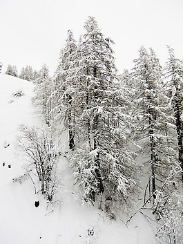 雪,景觀,冬天