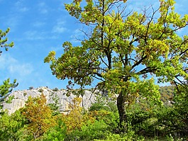 樹,阿爾卑斯山,性質(zhì)