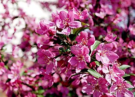 開花,自然,春
