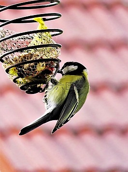鳥,山雀,鳴鳥