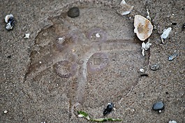 水母,海灘,砂