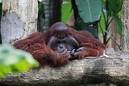 猴子,野生動物,動物園