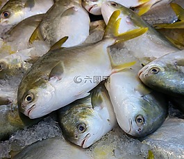 魚,海鮮,海