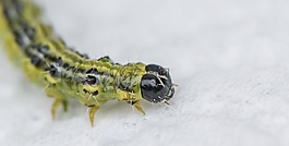 昆蟲,性質(zhì),動物