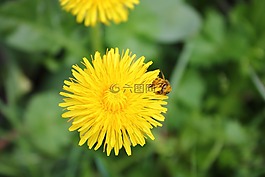 蒲公英,蜜蜂,花塵