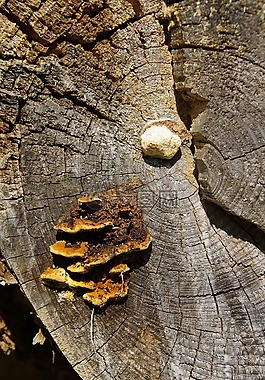 蘑菇,樹(shù)菌,bannwald