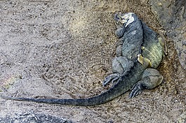 rhinocerus鬣鳞蜥,cyclura conuta,伊瓜纳