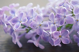 丁香,macrophoto,宏