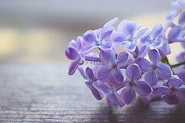 丁香,macrophoto,宏