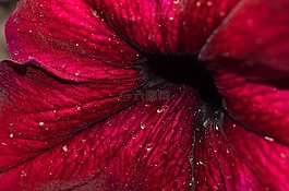 花卉,macrophoto,宏