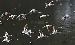 美国avocets,着陆,鸟