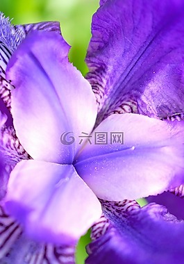 花卉,macrophoto,宏