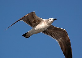 鷗,鳥,海鷗