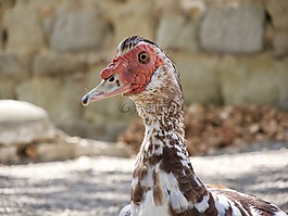 鵝,鳥,動物