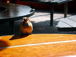 麻雀,夏天,餐桌
