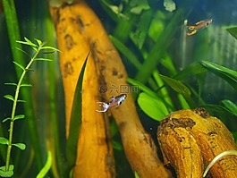 水族館,魚,動(dòng)物
