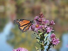 花園,君主,蝴蝶