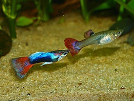 水族館,魚,動(dòng)物