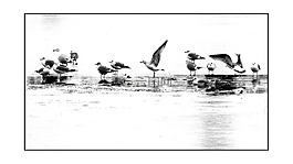 鳥,海鷗,s?ubice