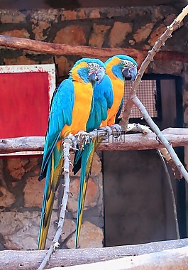 鸚鵡,動物園,鳥