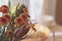 鮮花,橙色,開花