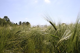 藍(lán)藍(lán)的天空,冬大麥,大麥