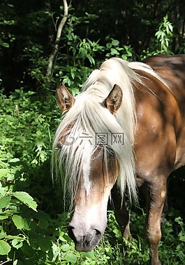 haflinger,馬,動物