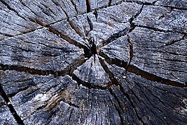 树,宏,macrophoto