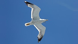 鳥,海鷗,飛