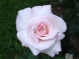 花,花瓣,灌木
