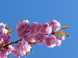 鮮花,性質(zhì),分支機構(gòu)