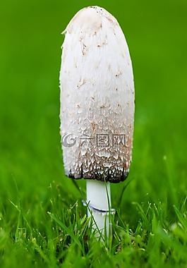 秋,帽,特寫(xiě)