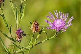 knapweed,花,开花