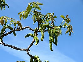 芽,性質(zhì),分支機構(gòu)