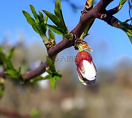 杏仁樹(shù),爆發(fā),花