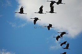 起重機(jī),天空,鳴鶴